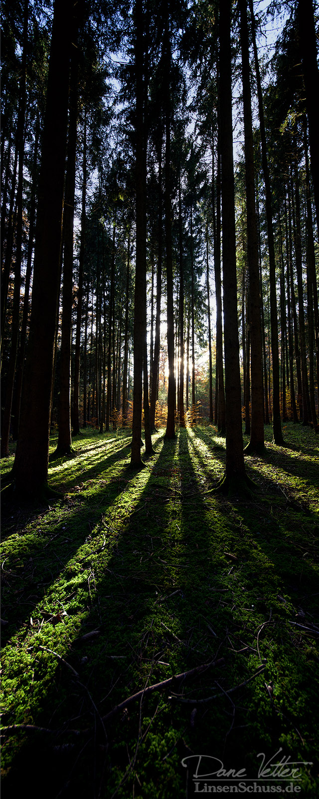 Schattenspiel im Mooswald
